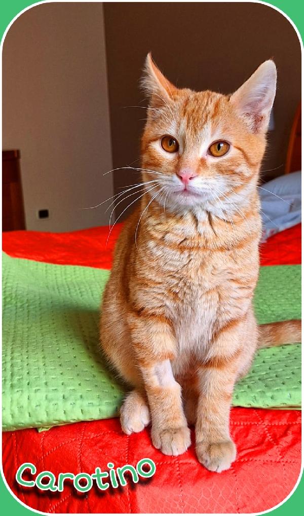 Carotino, 3 mesi di pura tenerezza Foto 5